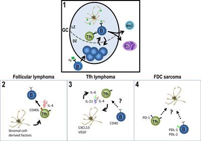 Germinal Center Cells Turning to the Dark Side: Neoplasms of B Cells, Follicular Helper T Cells, and Follicular Dendritic Cells